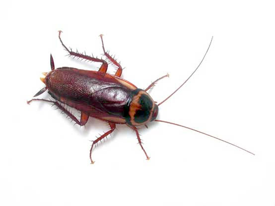 Cockroach